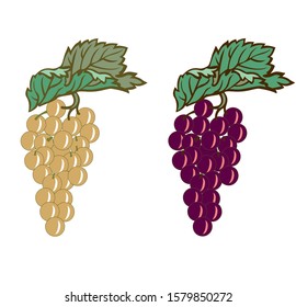 GRAPE WINE RED WHITE WINERY VINTAGE ILLUSTRATION