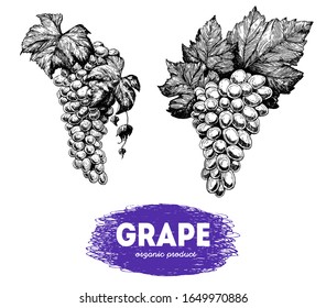 Grape for wine. Sketch design template. Package for wine. Hand drawn vector illustration. Wine shop and grapes farm design.