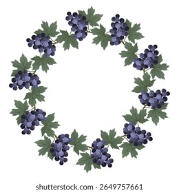 Druivenkrans. Blauwe druif oogst cirkel frame. Herfst rond frame met rijpe trossen druiven voor wenskaarten, uitnodigingen, ansichtkaarten en verpakkingsontwerp. Vectorontwerp geïsoleerd op wit.