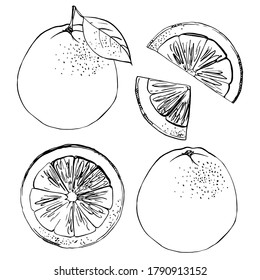 Grapefruit black line drawn on a white background. Vector drawing of fruits. 