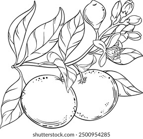 Grapefruit Branch with Fruits Outline Illustration