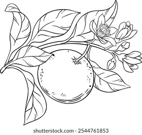 Grapefruit Branch with Fruits Outline Illustration