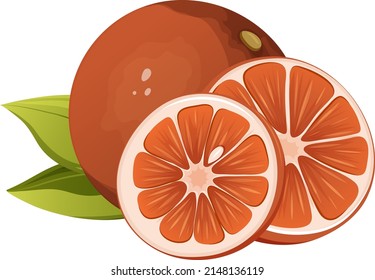 Ilustración vectorial de cítricos de pomelo. Rebanadas enteras con hojas. Verano de la vitamina alimento saludable en un fondo transparente aislado para pegatinas, afiches, pancarta