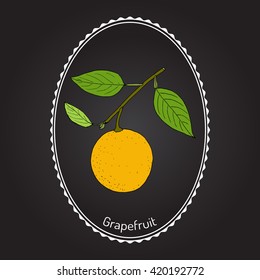 Grapefruit (Citrus  paradisi), subtropical citrus tree, hand drawn botanical vector illustration