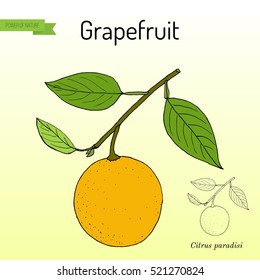 Grapefruit (Citrus paradisi), subtropical citrus tree, hand drawn botanical vector illustration