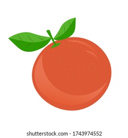 Grapefruit, citrus, pink, coral, vector graphics segmented on a white background.