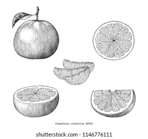 Grapefruit collection hand draw vintage clip art isolated on white background