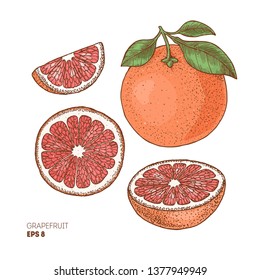 Grapefruit colored botanical illustration. Engraved style. Vector illustration