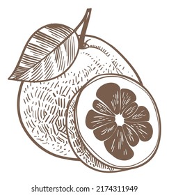 Grapefruit engraving. Tropical fresh citrus fruit drawing