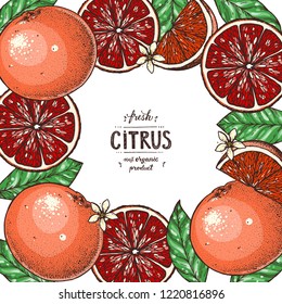 Grapefruit frame. Fresh citrus collection. Hand drawn vector illustration. Organic food, citrus design template. Colored illustration.