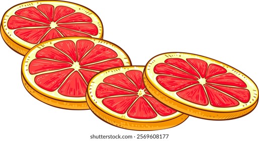 Grapefruit Fruit  Colored Detailed Illustration. 