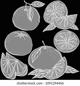 Grapefruit fruit linear illustration, vector
