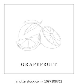 grapefruit fruit sketch