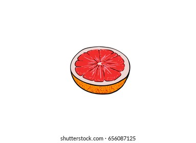 Grapefruit, graphic hand drawn illustration isolated on white background