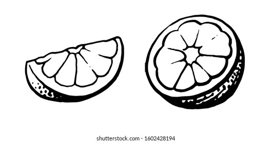 Grapefruit. Hand drawing. Lemon, Orange, Mandarin, Citrus, Lime. Set: whole and cut half. Monochrome black and white drawing. Felt-tip pen and paper. Isolated on a white background.