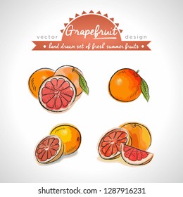 Grapefruit. Hand drawn collection of vector sketch detailed fresh fruits. Isolated	