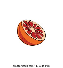 Grapefruit hand drawn on white isolated backdrop. Citrus fruit for gift card, healthy food shop logo, bath tile, juice pack. Phone case or cloth print art. Drawn style stock vector illustration