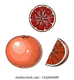 Grapefruit hand drawn vector illustration. Grapefruit slice.
