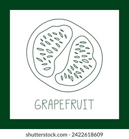 Grapefruit hand drawn vector line illustration. Healthy natural plant, cooking, aromatherapy, garden, medicinal. Outline sketch floral doodle