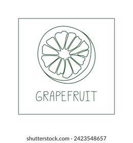 Grapefruit hand drawn vector line illustration. Healthy natural plant, cooking, aromatherapy, garden, medicinal. Outline sketch floral doodle
