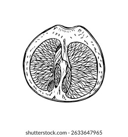 Grapefruit herb engraved drawing. Natural outline sketch in botanical style for cooking, spa, medicinal tea, and garden beauty. Hand-drawn vector floral clipart