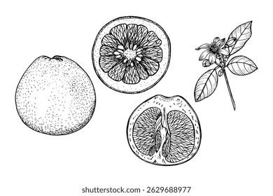 Grapefruit herb sketch outline illustration set. Natural plant drawing in engraving style for culinary, wellness, garden, and healing. Hand-drawn floral vector clipart