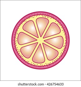 Grapefruit icon vector flat. Design for fabric textile, kitchen design, summer clothes. Isolated  element on white
