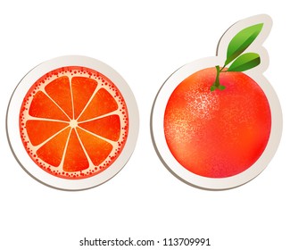 Grapefruit illustration on white