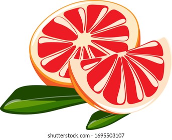 
Grapefruit isolated on white background. Vector illustration. 