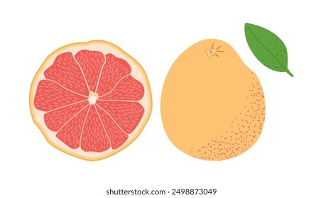 Grapefruit isolated on a white background. Vector illustration, icon of fruits. Whole and chopped grapefruit in a hand-drawn style.