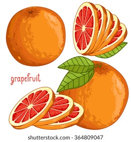 Grapefruit isolated vector on white background