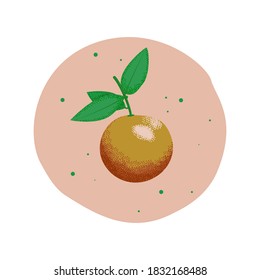 Grapefruit and leaves on a branch. Vector illustration with grain texture.