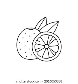 Grapefruit сolor line icon. Essential oils fruit seeds. Pictogram for web page, mobile app, promo. UI UX GUI design element. Editable stroke.