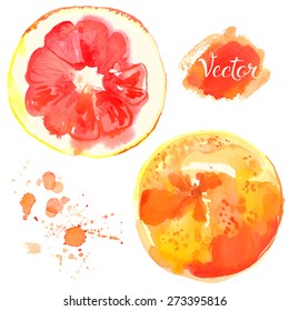 Grapefruit painted with watercolors on white background. Watercolor fruit, sketch food. half a grapefruit