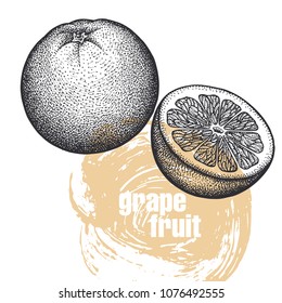 Grapefruit. Realistic vector illustration of fruit isolated on white background. Hand drawing sketch. Design for package of health and beauty natural products. Vintage black and white engraving