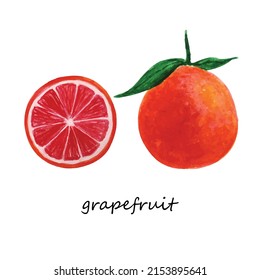 Grapefruit red orange set of hand drawn watercolor citrus