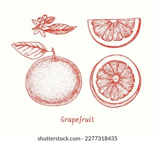 Grapefruit set collection,  fruit with leaves, fruit cut slice and flowers. Ink doodle drawing in woodcut style