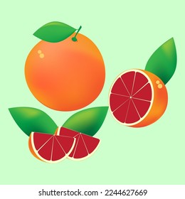 Grapefruit. A set of whole, half and slice. Vector illustration.