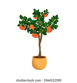 Grapefruit tree and fruits in a pot isolated on a white background. Citrus houseplant. Vector illustration.