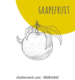 Grapefruit vector freehand pencil drawn sketch. Illustration of grapefruit on branch with leaves. Part of set of fruits sketchy drawings.