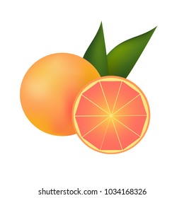 Grapefruit vector illustration. Citrus fruit 