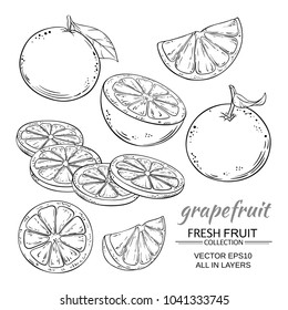 grapefruit vector set