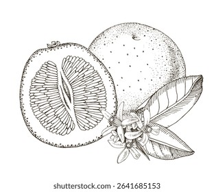 Grapefruits hand drawn vector illustration