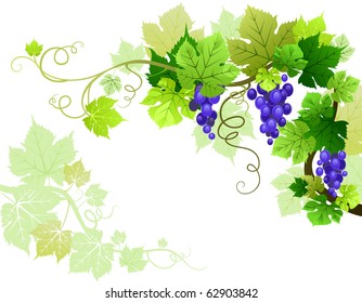 Grapes