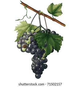  grapes 3