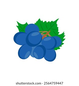 Grapes , Autumn Isolated Vector Illustration