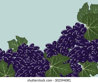 Grapes background. Vector
