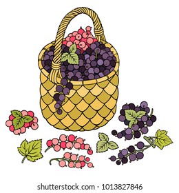 Grapes in basket. Cartoon vector hand drawn abstract illustration