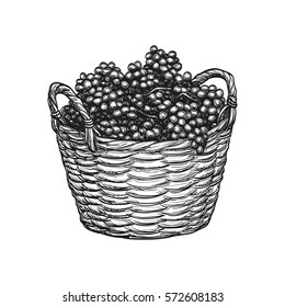 Grapes in basket. Isolated on white background. Hand drawn vector illustration. Retro style.