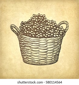 Grapes in basket on old paper background. Hand drawn vector illustration. Retro style.